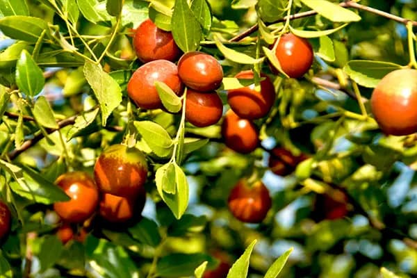 تصویر 5 از خرید و فروش عناب ژاپنی اصیل با شرایط فوق العاده